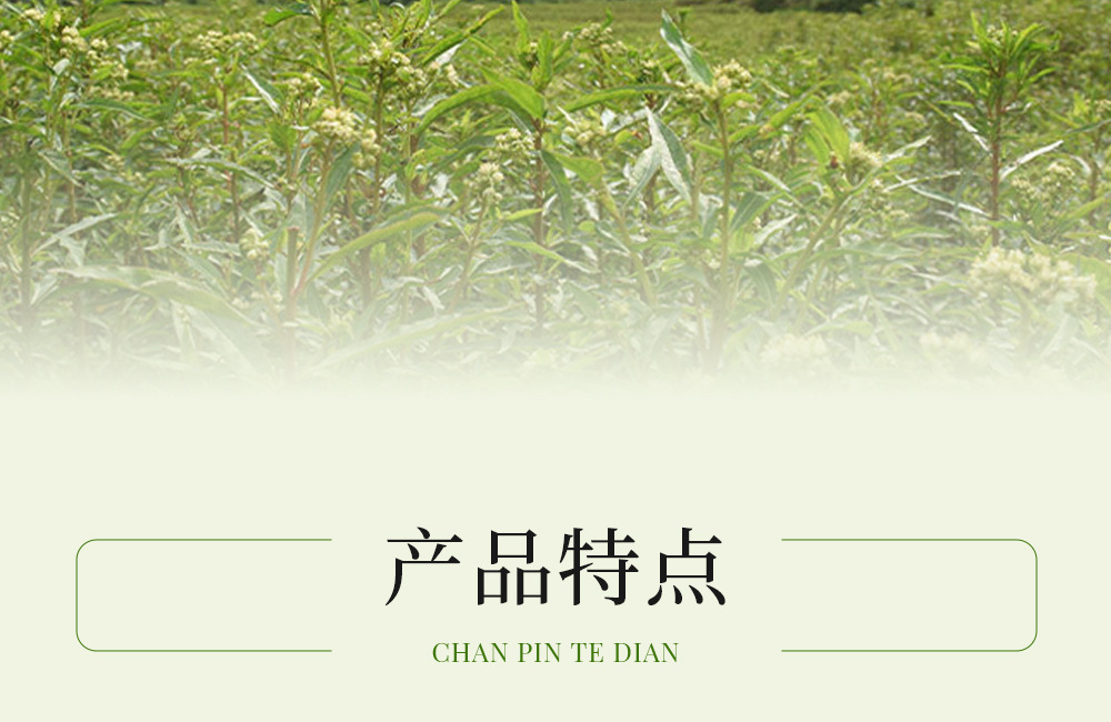 Gan Huang Cao Tea Bags 50g Canister Dried Penthorum chinense Pursh Leaves Herbal Infusion key features