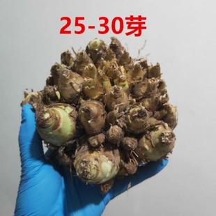 Evening Primrose Seed Bulb Double-Flowered Evening Primrose Strong-Scented Perennial Cut Flower Courtyard Balcony Flower Potted Plant