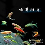 上海热带鱼批发蝶翼长尾斑马鱼长鳍斑马荧光色淡水观赏鱼