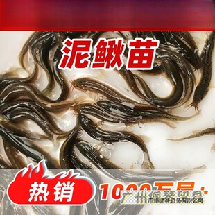 ���q��̨�����q�Bֳ�~�籾�����q��ួ��q��ˮ���]��N���q