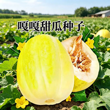 嘎嘎甜东北香瓜种子黄甜瓜水果种子春秋易种含糖量高农家老品种