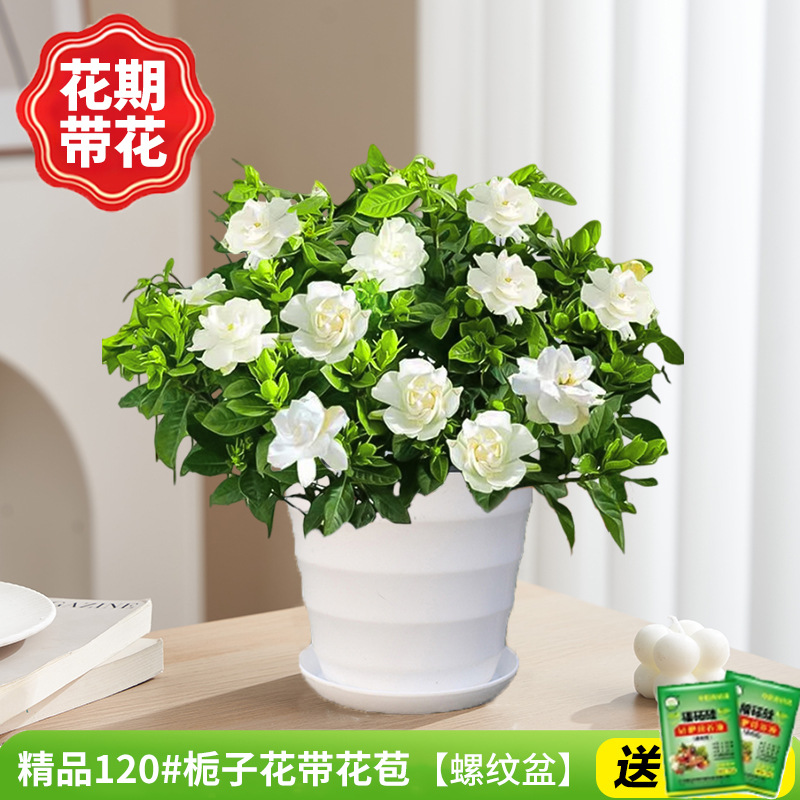 부티크 120#치자나무 개화기(나사형 화분)에 영양액을 공급