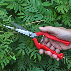 Manufacturer wholesale stainless steel garden shears, gardening shears, pepper pruning shears, labor-saving fruit picking shears, goji berry picking scissors