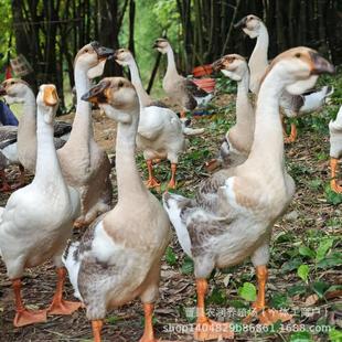 ���K�����������B�{�^�Z�ģ��{�^�Z���B�� ���{�^�Z��������