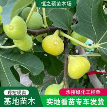 基地直发无花果树苗南方北方种植波姬红无花果苗规格齐全当年挂果