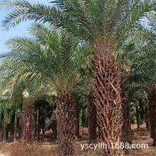 �y�����Ж|����ҹ�����ִ̿����U�����U��1.5-3.5M