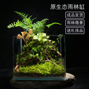 【Rainforest Without Water Tank】Plant Ecological Micro Landscape Tank Fresh Moss Square Tank Potted Desktop Decoration