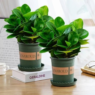 ����G����ֲ�������������՚��҃ȿ͏d����Gֲ����ˮ��ֲ�ﻨ��