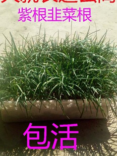 �¾²˸���F�ڼt�ϸ�С���~�̨�҃��辰�Ժ��B�׻�Gֲ����Ʒ�N