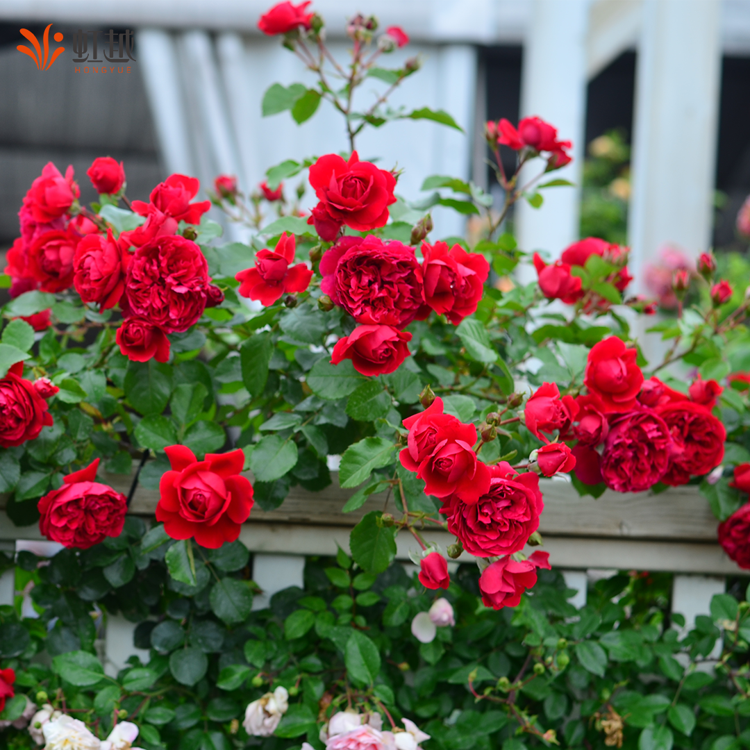 Florentina Florentina Is a Climbing Vine That Is Heat-Resistant and Has a Long Flowering Period. It Is Easy to Grow Large Seedlings and Small Flower Seedlings in Pots