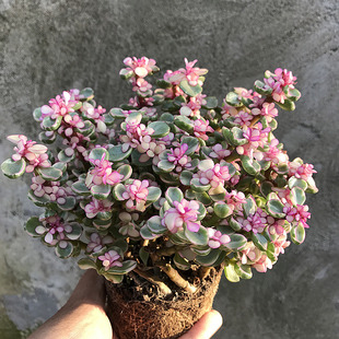Succulent Plant Combination Potted Tiger Thorn, Aloe Ferox, Old Stump Golden Branch Cactus Creative Potted Plant
