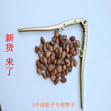 松子秦巴山区生产手工挑选产地一手货源2023年新货已上市坚果养生