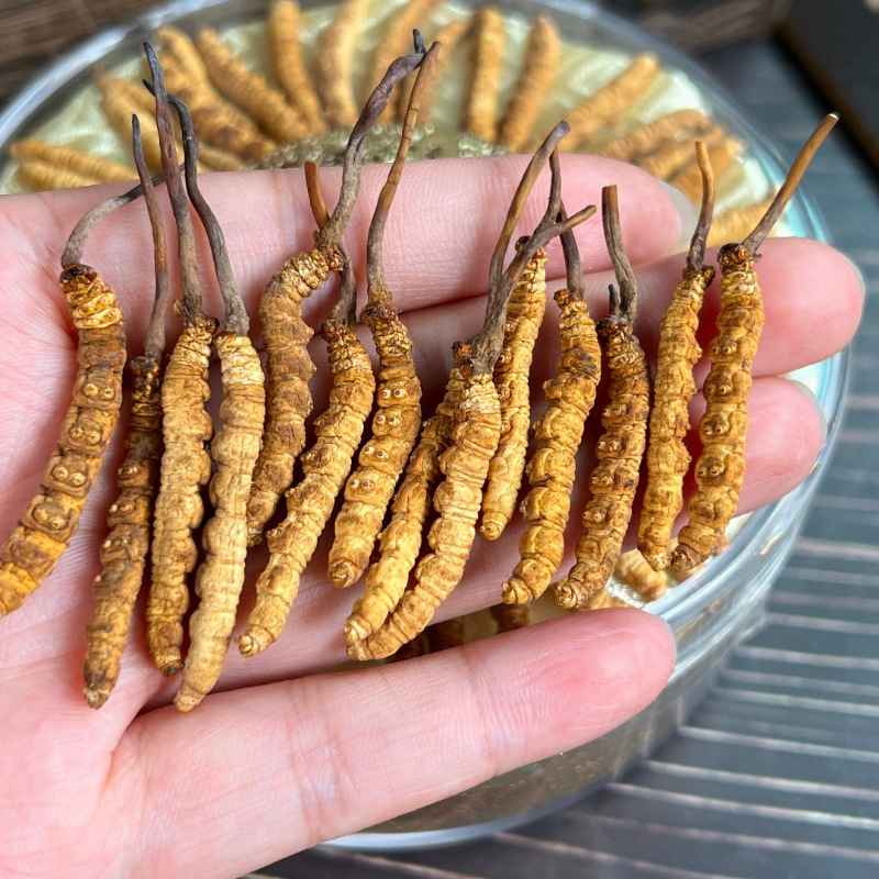 Dongyanggong Artificially Raised Grade One Dry Whole Grass Elderly Traditional Nutritious Freeze-dried Cordyceps 