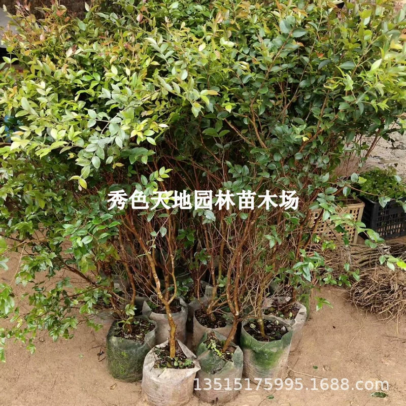 Garbo Fruit Tree Рассада виноградных деревьев Аутентичные Тайваньские деревья Виноград Сабах Четыре сезона Посадка в горшках Север и Юг Результаты посадки года