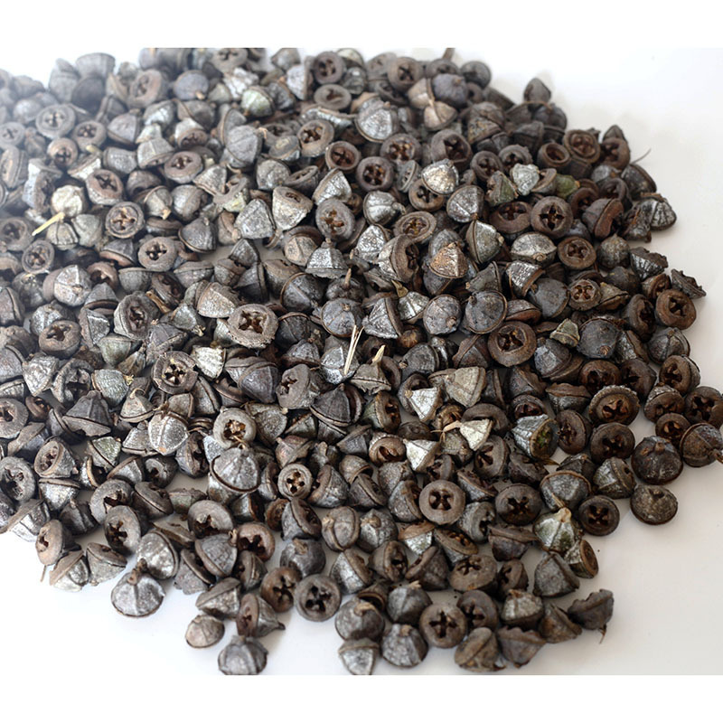 Eucalyptus Dried Flower Cross Fruit Eucalyptus Fruit Bell-Shaped Eucalyptus Old Fruit DIY Christmas Decoration Dried Flower Wholesale
