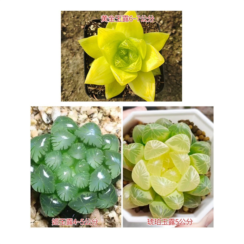 호박색+지유루+금