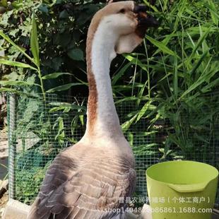 �F���F��������u�{�^�Z�ģ��{�^�Z���B�᣿�ת{�^�Z�Ҫ{�^�Z�{�^