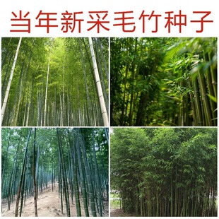 ɢ�b����ë��N������N���²�ë��N����������������ľ