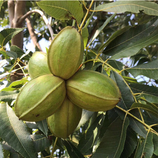 ���¹�ñ������Ҙ��������Ҽ޽�������Ҙ���{���^��ñ������