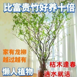 ���L�����r֦ˮ��廨�͏dˮ��ֲ�ﻨ���ļ����B�Gֲ����ˮ��ֲ��