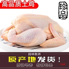 新鲜农家土鸡三黄鸡冷冻现杀童子鸡笨鸡整只包邮白条鸡生鸡肉草鸡
