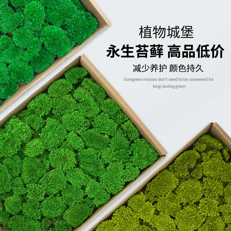 Immortal White Hair Moss Simulated Moss Boxed Moss Dry Landscape Landscaping Plant Wall Indoor Landscape