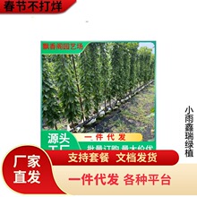 樱桃苗木带叶带土当年结果 车厘子嫁接樱桃树 美早樱桃 樱桃树