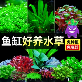 其它水族用品;水族过滤设备;水草及肥料