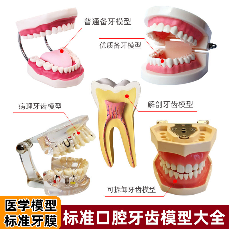 Human Tooth Structure Anatomical Model Oral Dental Mold Denture Simulation Dental Extraction Teaching Removable Tooth Preparation