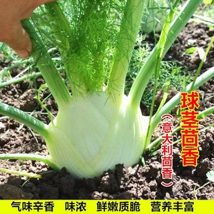 ���o����N�ӽY��С��������������С�~����N���ļ������߲˷N��