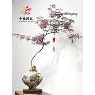 ��ë�������ձ���֦��С��ͥԺ���~�ͺ��G���L�����������ͼt����