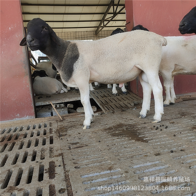 养殖杜波绵羊绵羊50只羊羔一年利润 哪里有杜泊绵羊养殖场