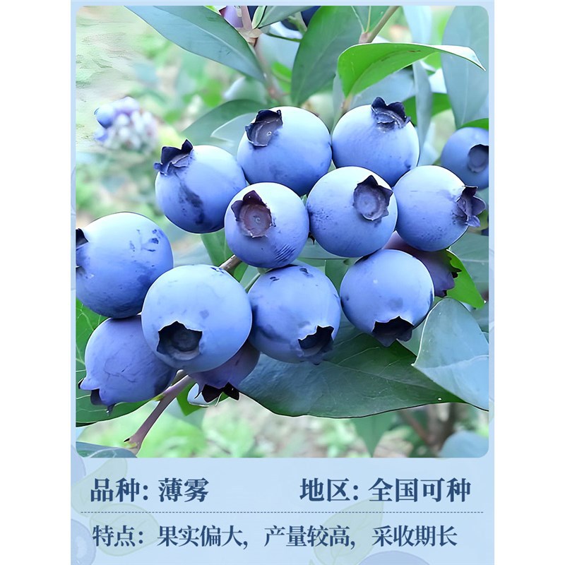 [즉각적인 결과] 안개 높이 30-50cm (윈난 고품질 과일은 수확량이 많습니다)#본래의