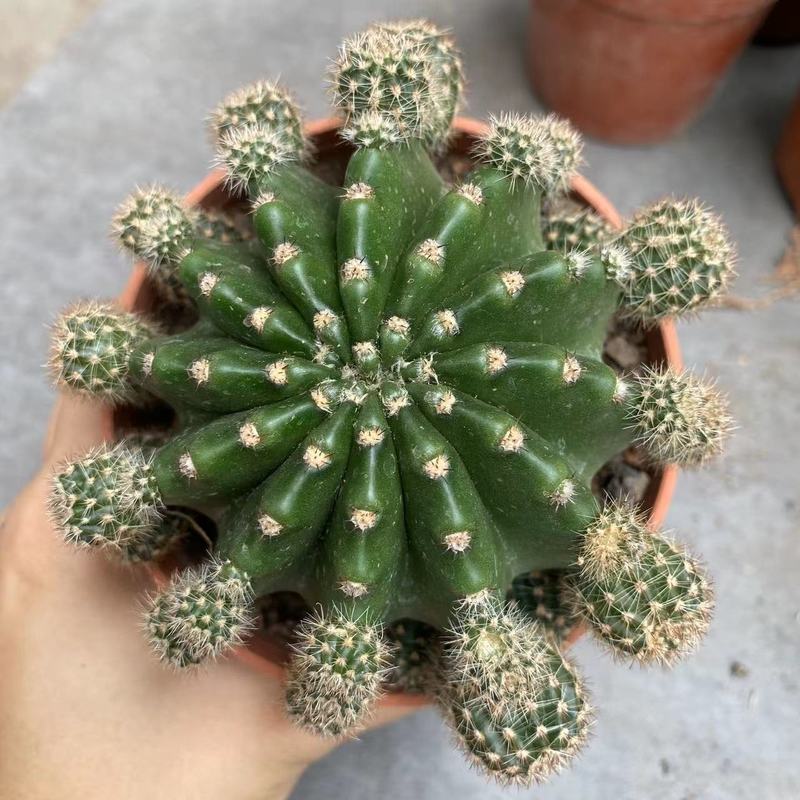 大仙人球コレクション、鉢植えの開花仙人掌、多肉植物、星兜瑞昌玉、玉龍鳳玉、玉翁|undefined