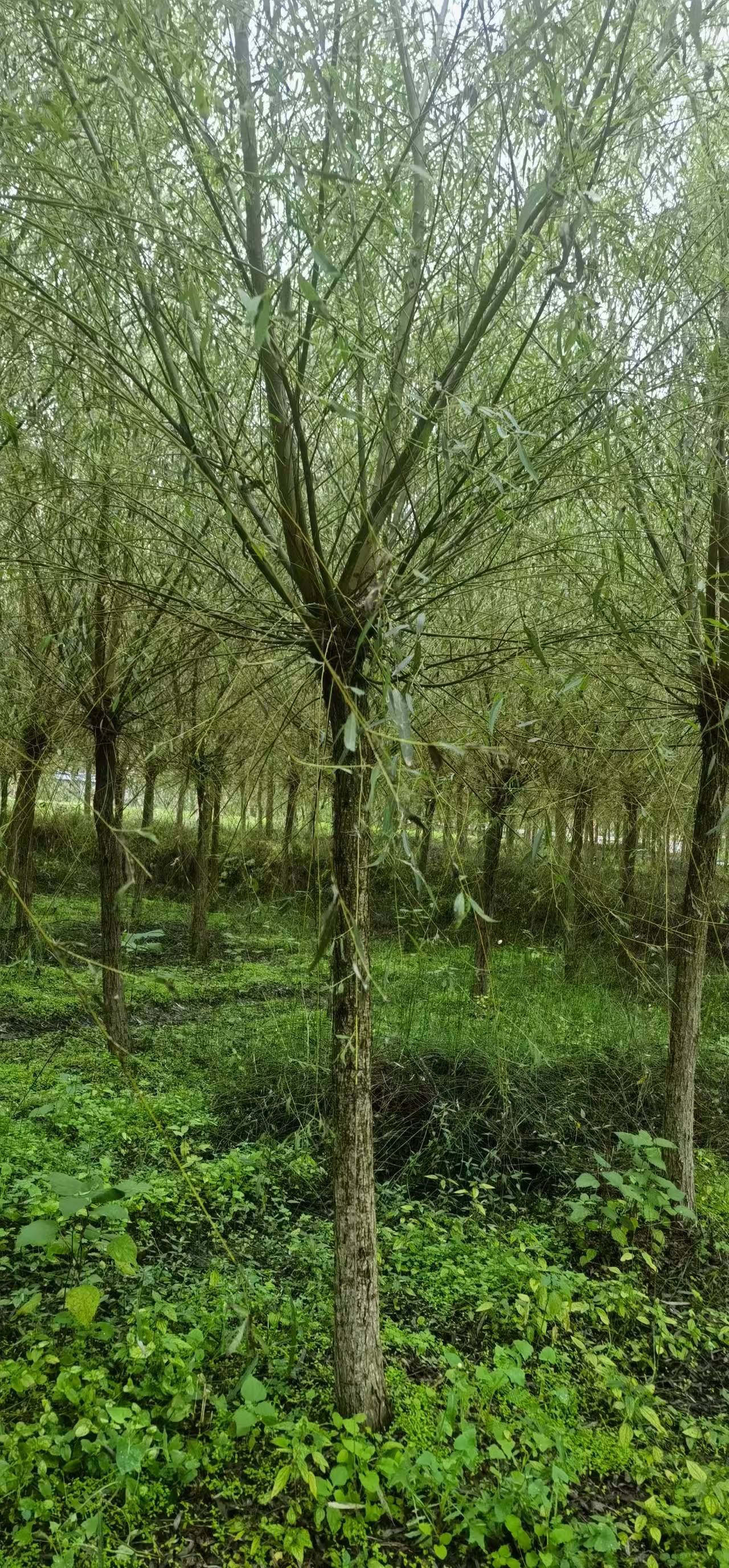 86e95e35917b08511690d79e625db5