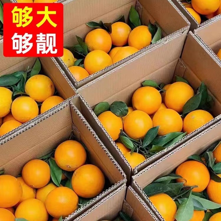 赣南脐橙5斤10斤20斤装新鲜上市现摘现发批发一件代发 果园直发