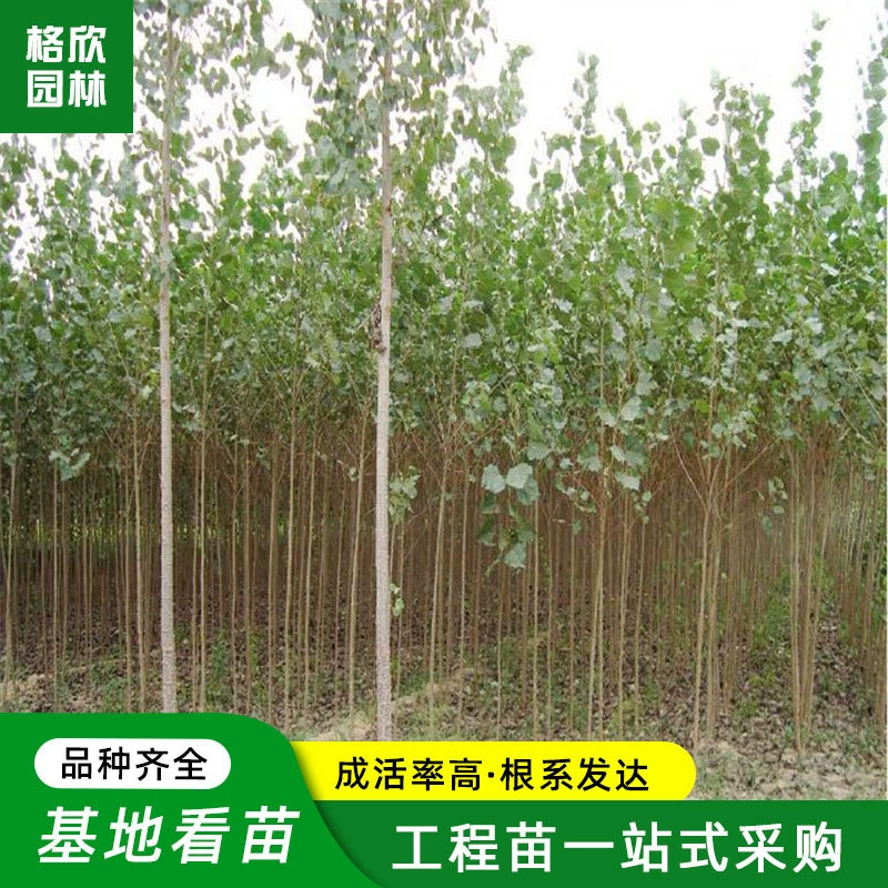 Тополь Питомник Оптовый проект Озеленение и облесение Земли Занимая рассаду Дорога Живописные деревья Декоративные деревья Быстрорастущие саженцы тополя