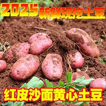 云南特产高山红应季新鲜红皮黄心土豆老种高原产地直达挖