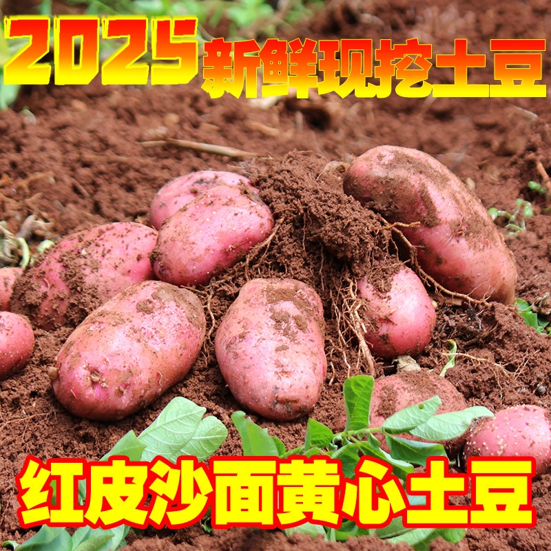 云南特产高山红应季新鲜红皮黄心土豆老种高原产地直达挖