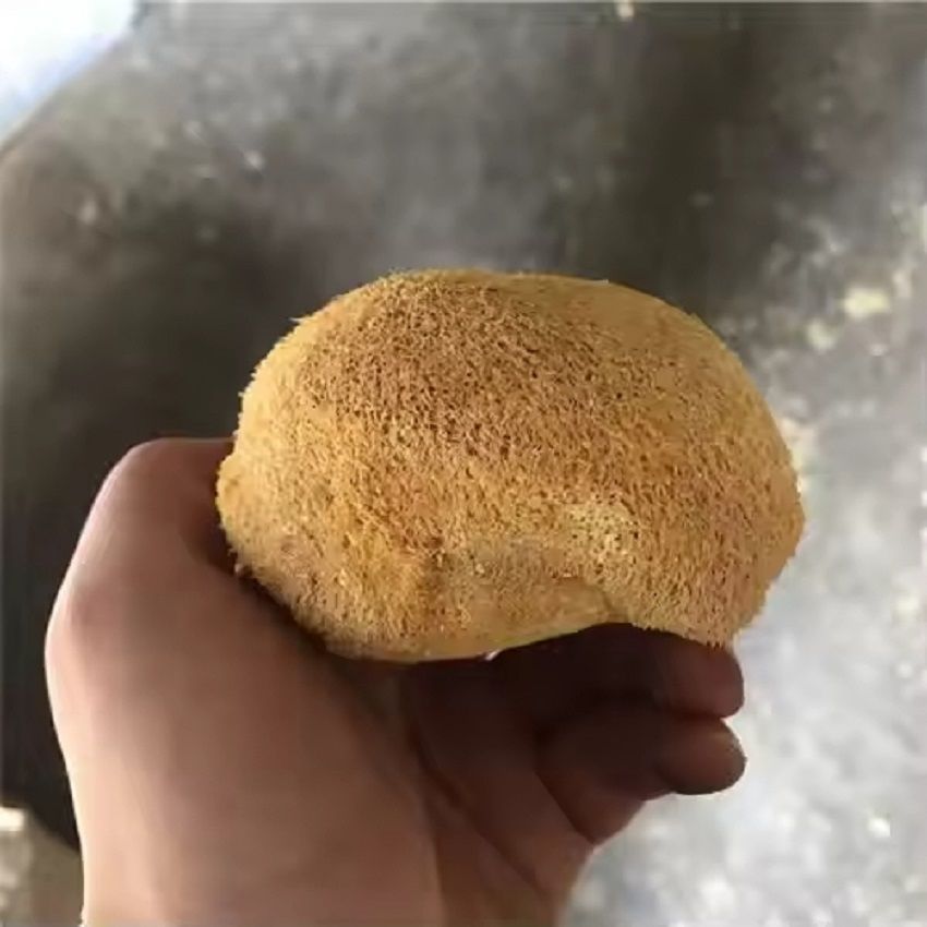 Hou Tou Gu Powder 500g Lion's Mane Mushroom Meal Replacement Powder from Northeast China quality and texture