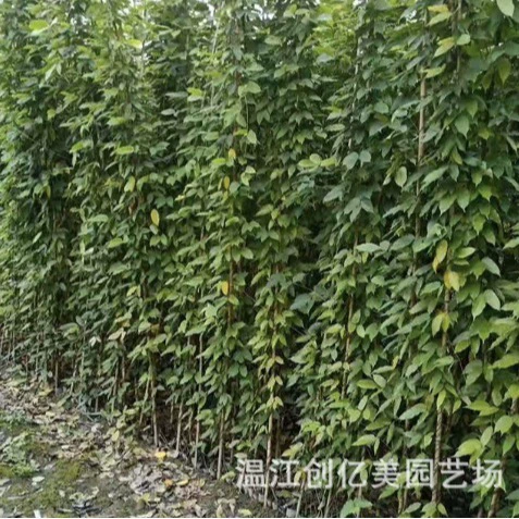 Основанная выживаемость высока в четыре сезона, а длинное зеленое восхождение высоко на высоте 1-2 метра.