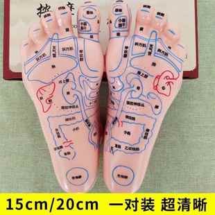 foot model super clear soft lettering foot model reflex area acupoint massage plantar acupoint model foot therapy meridian