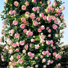 �Nޱ���������ļ��_��ͥԺ�ٱ��¼����������ֲ�ﻨ������õ��