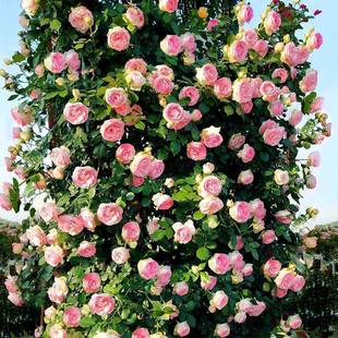 �Nޱ���������ļ��_��ͥԺ�ٱ��¼����������ֲ�ﻨ������õ��