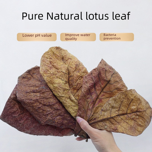 Olive Leaf to Lower Fish Tank pH/Acid Regulation Improves Water Quality Natural Bacteria 10pc 50pcs