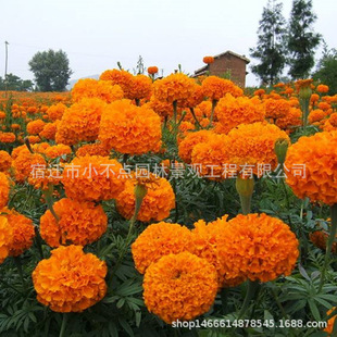 Marigold Flower Seeds Landscape Flower Sea Seeds Balcony Potted Flower Viewing Seeds Grass Flower Seeds Easy to Grow in All Seasons