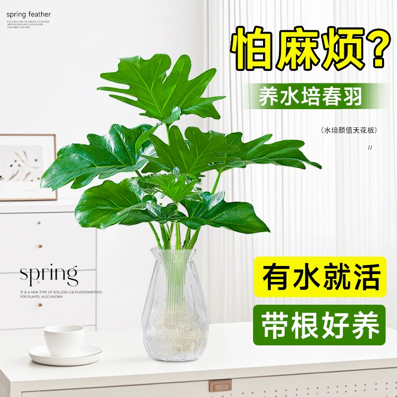 Змеиная чешуя, пружинное перо, гидропонное растение, райская птица, гостиная, потос, цветок в горшке, гидропонный счастливый бамбук, монстера, поглощает формальдегид