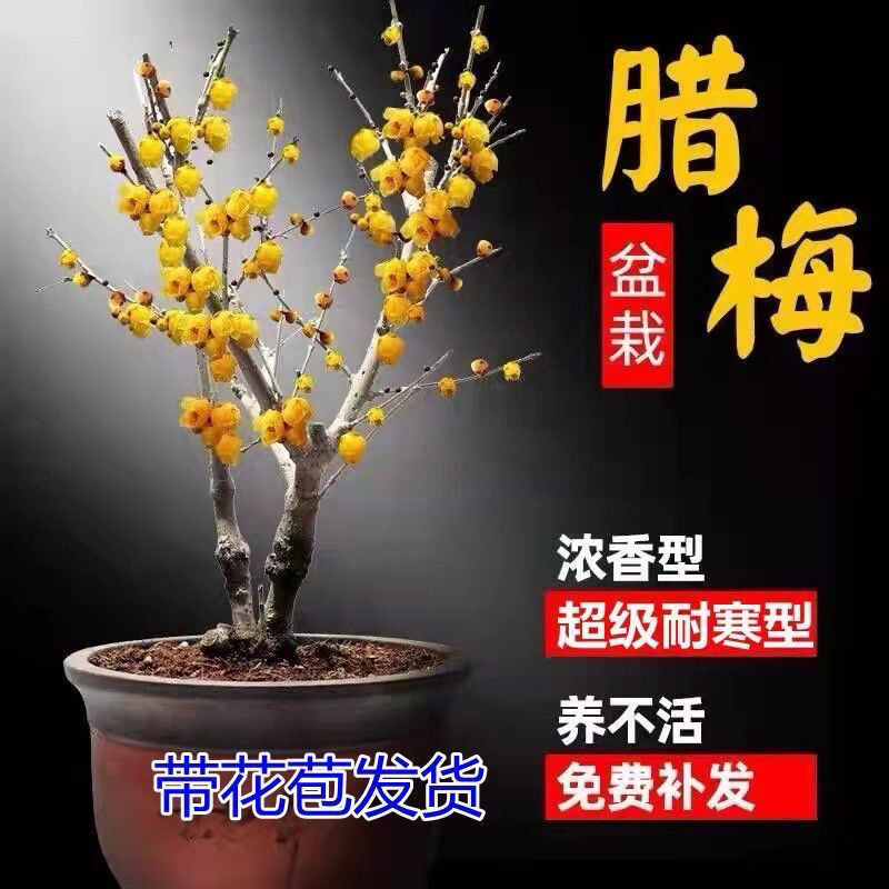 腊梅花树苗盆栽浓香型花卉梅花盆景老桩耐寒植物室内阳台庭院花苗