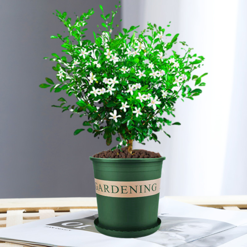 고운 단극 구리향 6년생 모종(갤런 화분) + 영양액