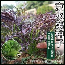 紫京水菜种子紫水晶菜种籽春季四季青菜野菜高产保健特色蔬菜种孑